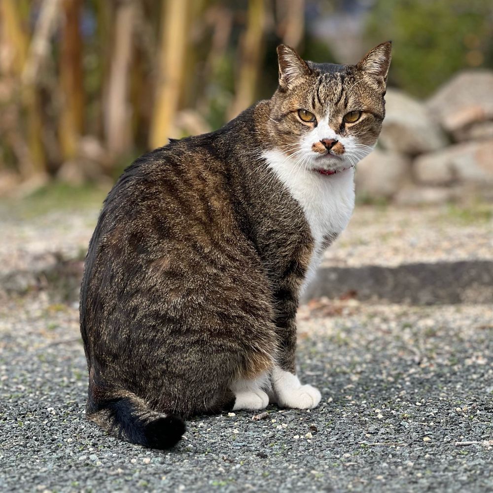 けんけん