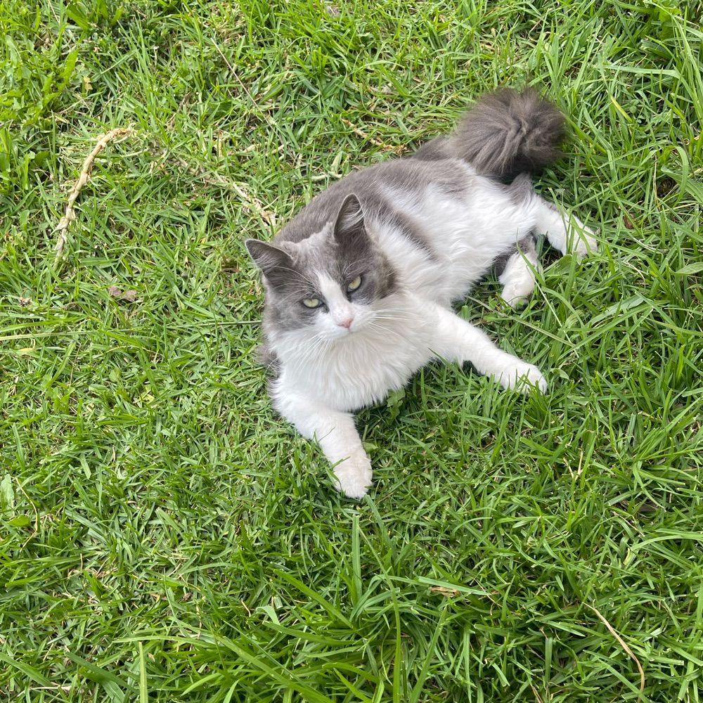 Gato nervioso