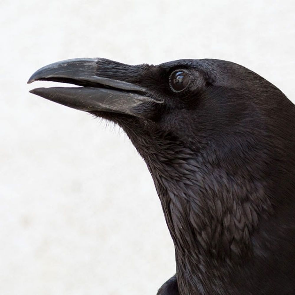 Corvo