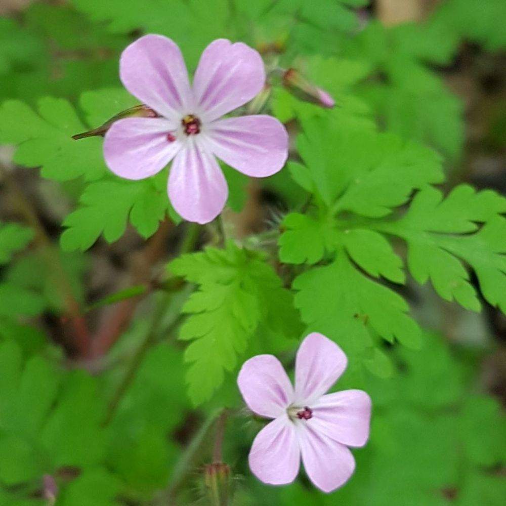 Fleurdesardine