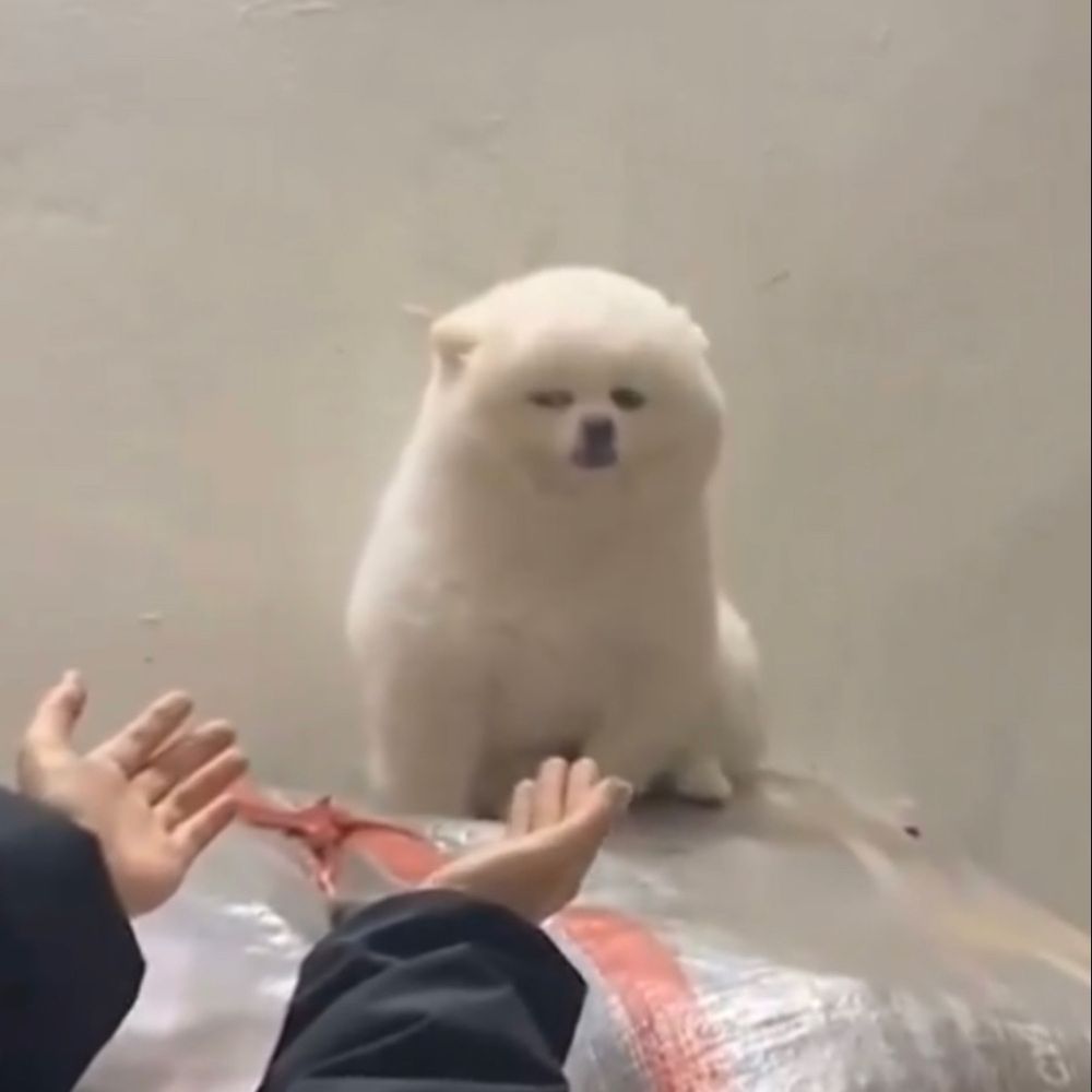 ワシタニ