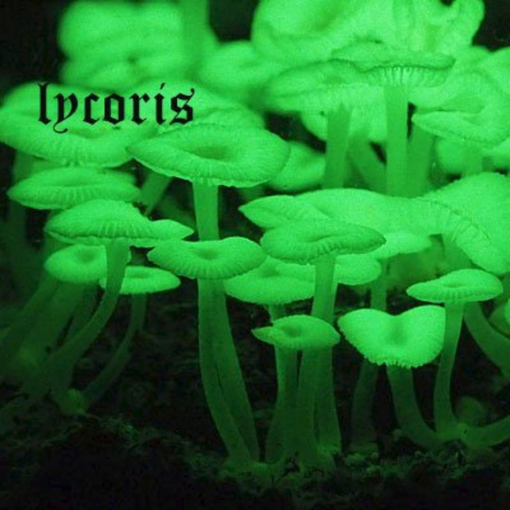 lycorisradiata3.bsky.social