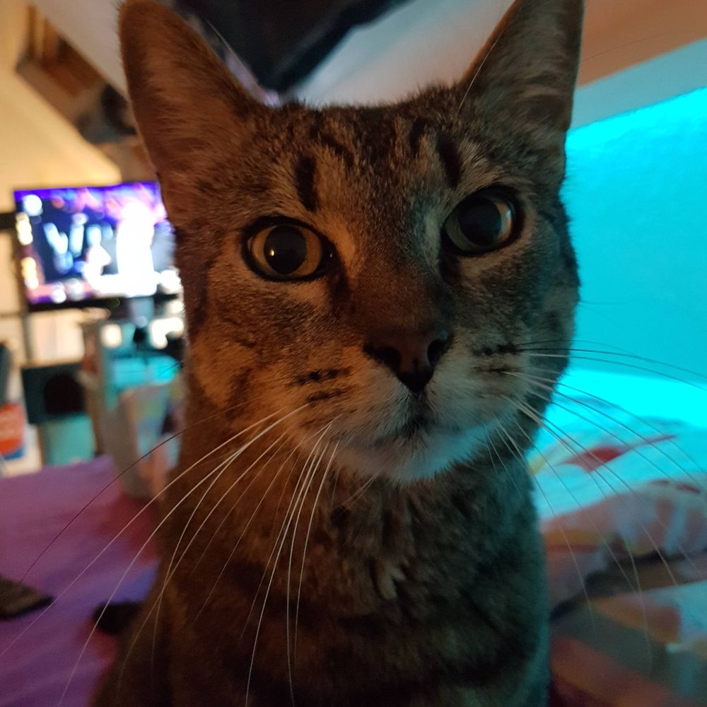 Meowish
