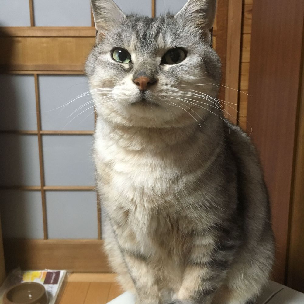 綺羅