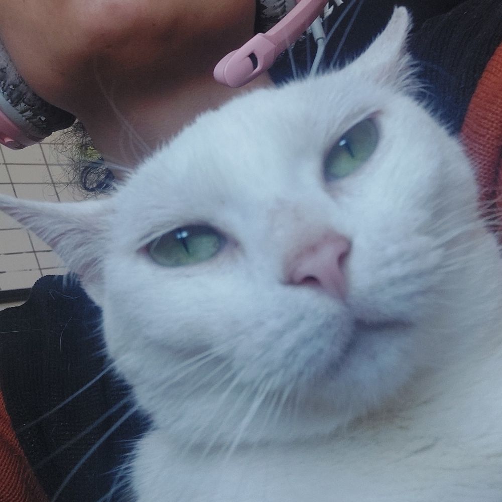 Mirana The Cat 