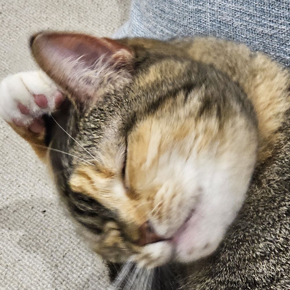 虹猫