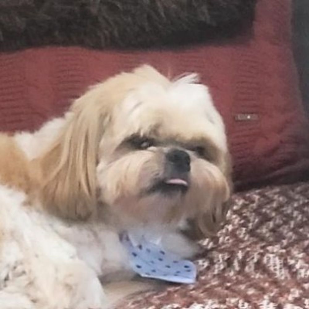 Buck com a língua pra fora de desgosto