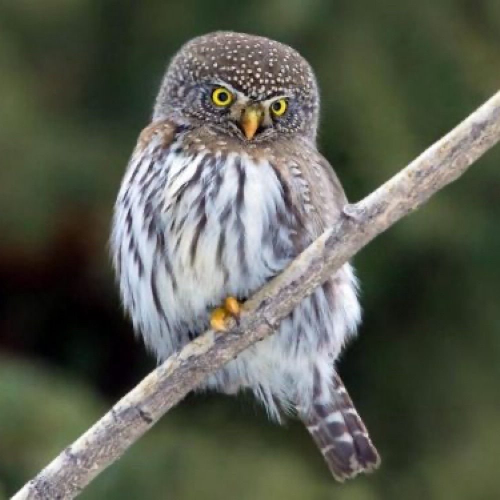 Pygmy Owl