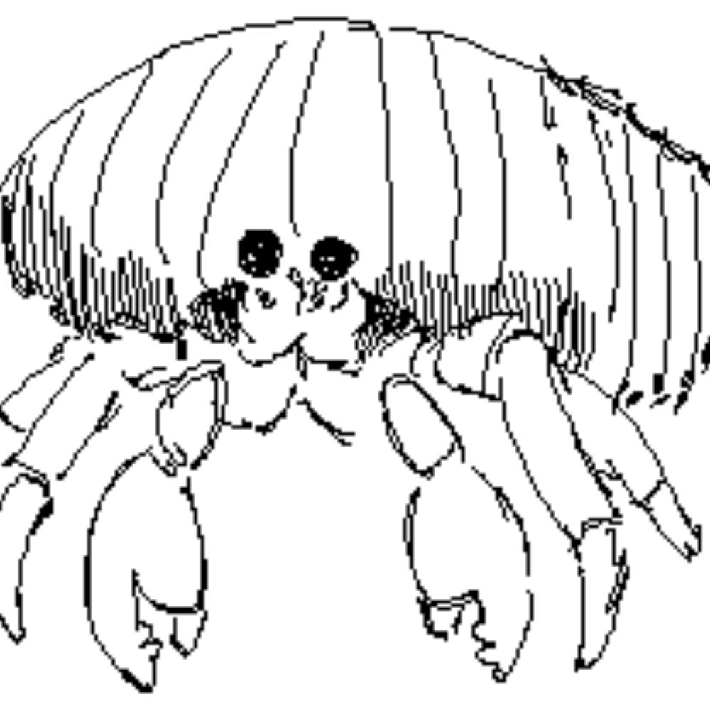 Crab's avatar