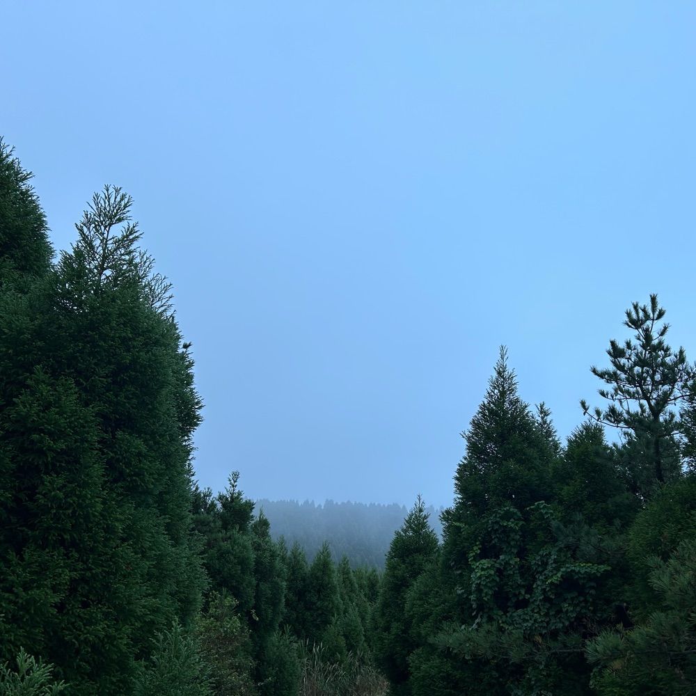 森野