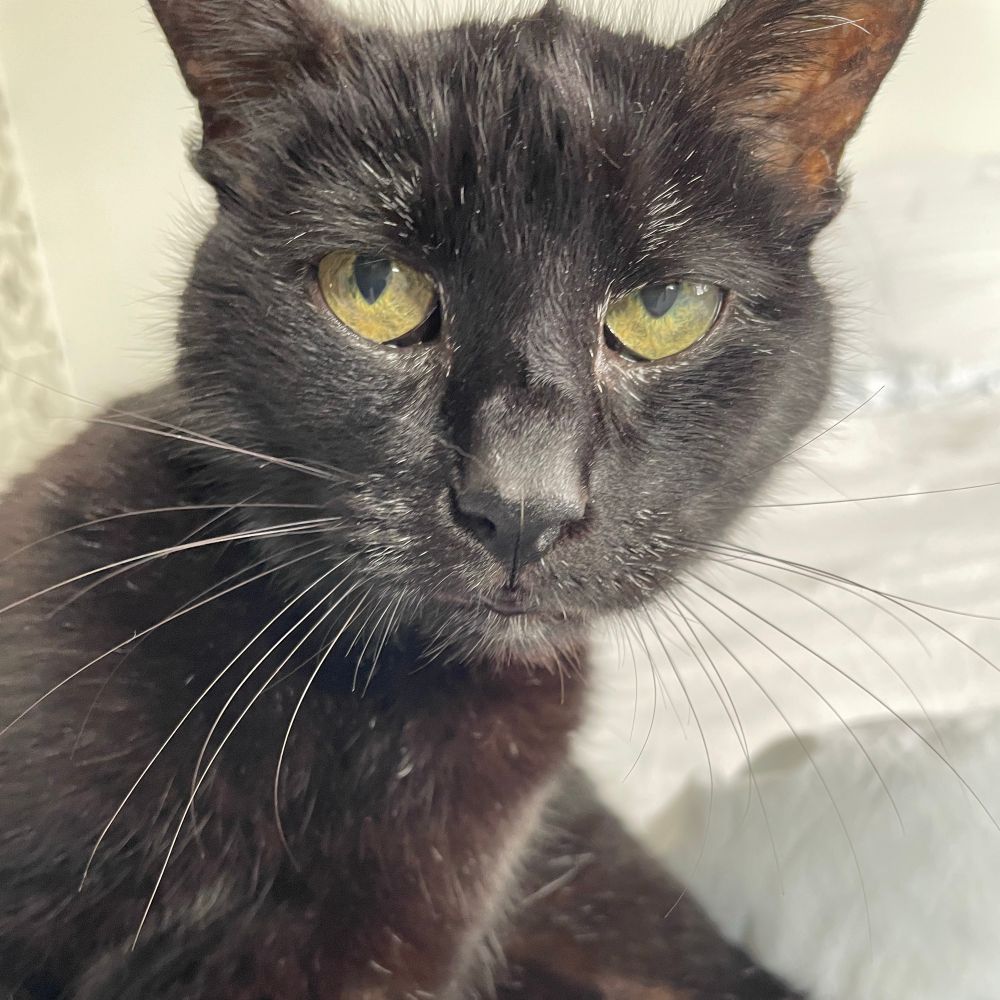 Poupi-Zéphyr l’odicieux