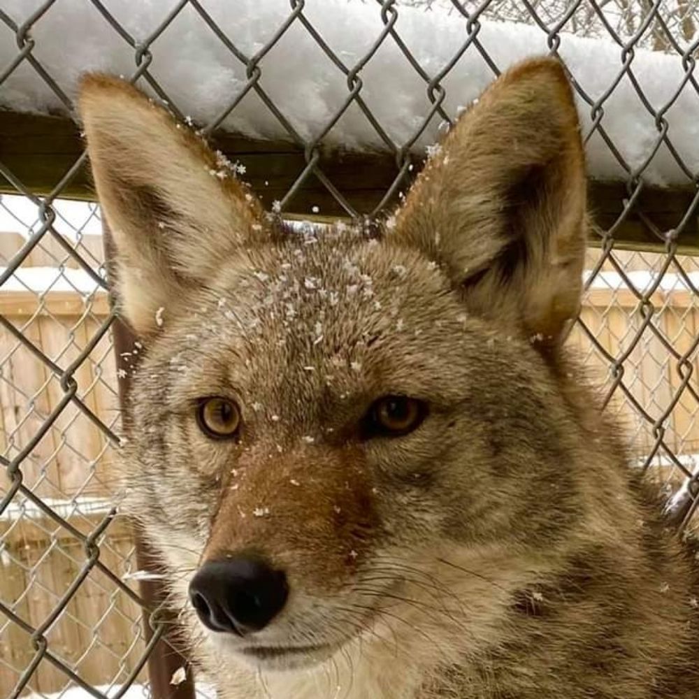 Coyote/Grey