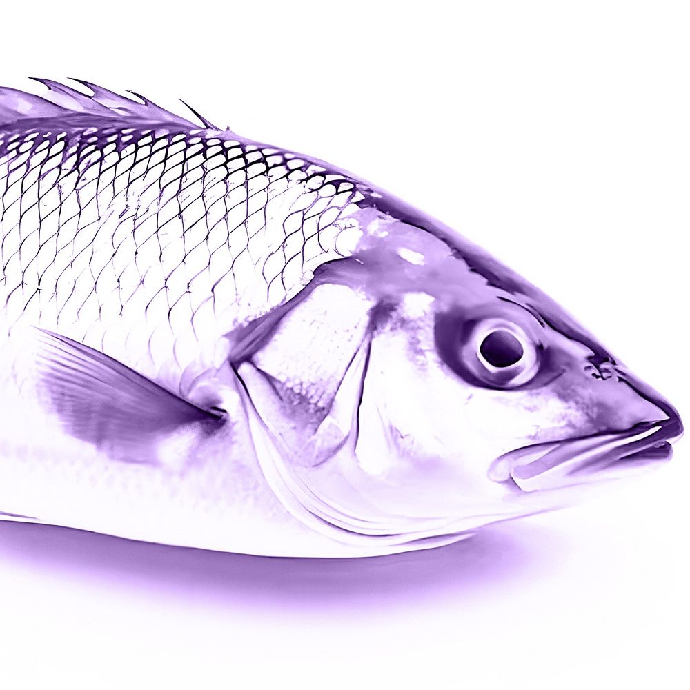 생선년(METAMONG)