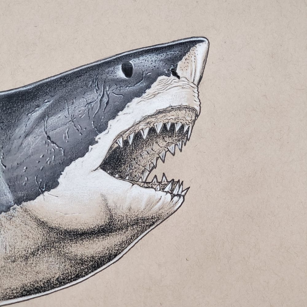 Sarcastic Shark Art
