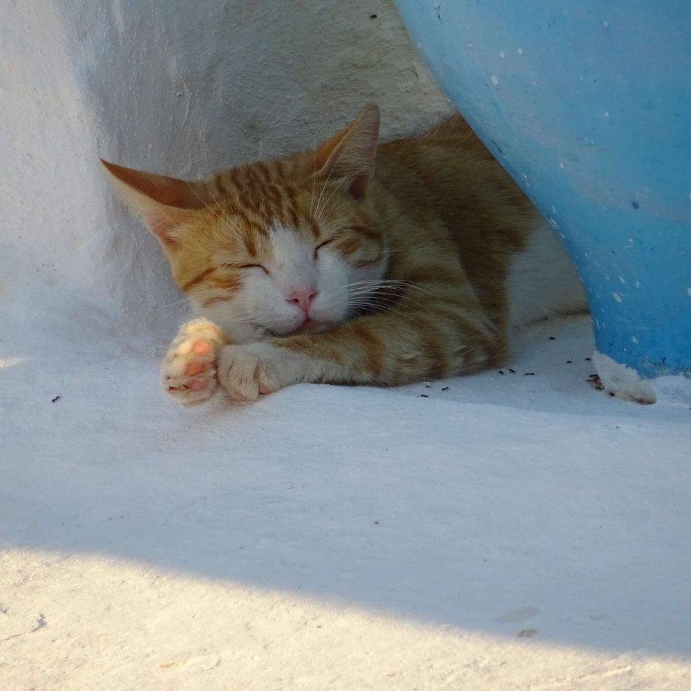 Ανν