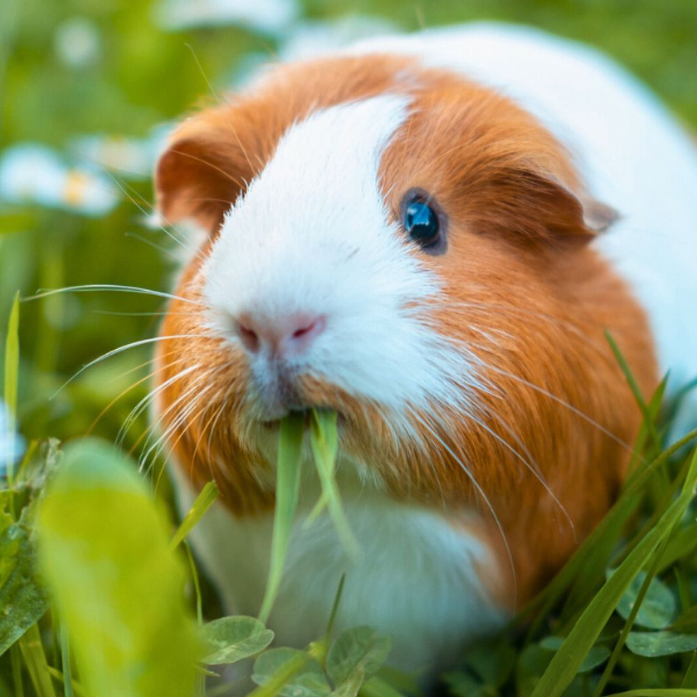 Guinea Pig World