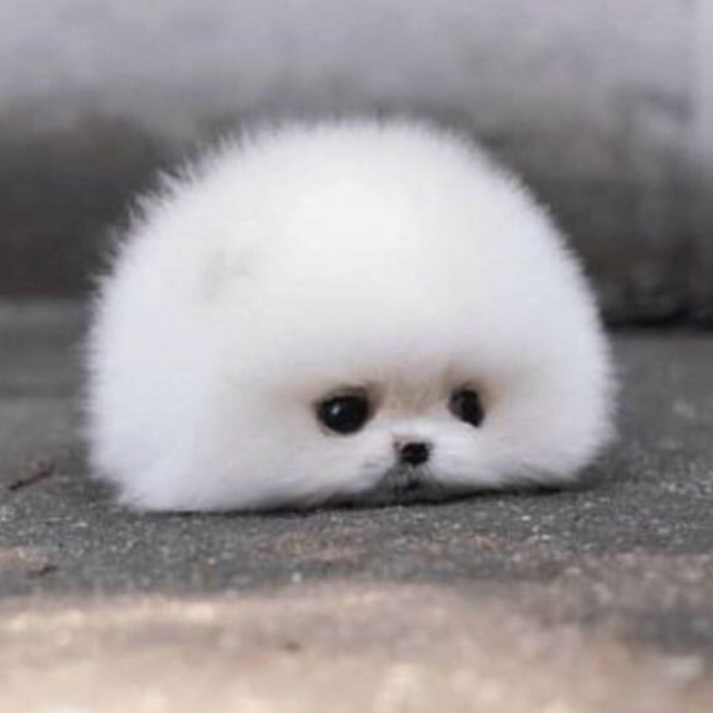 わたあめ