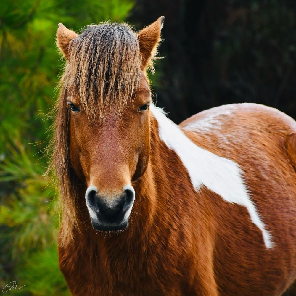 Assateague Memories