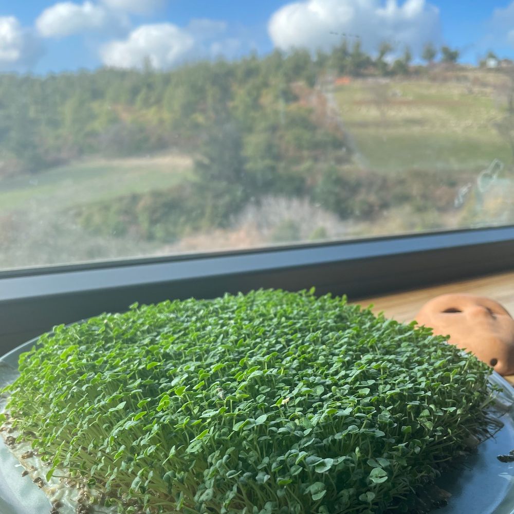 beyhan-a.bsky.social