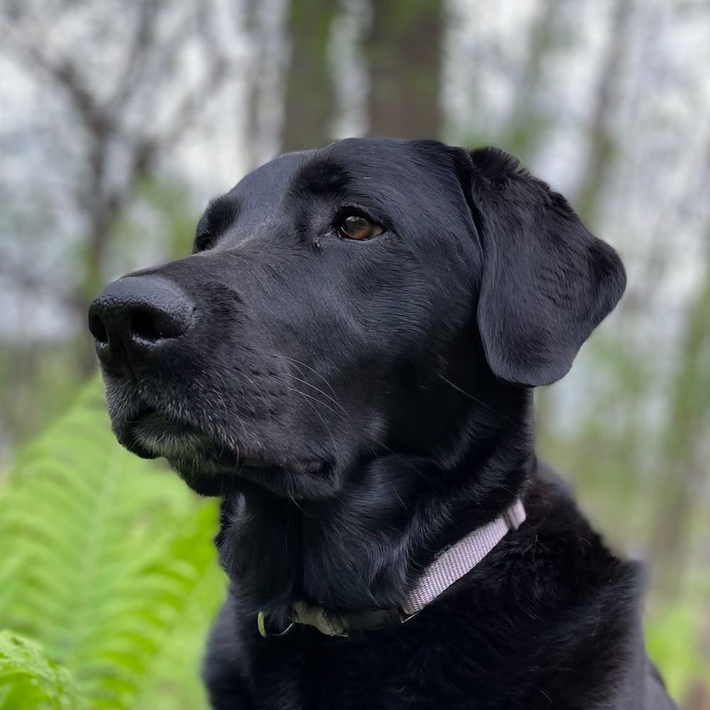 Gus