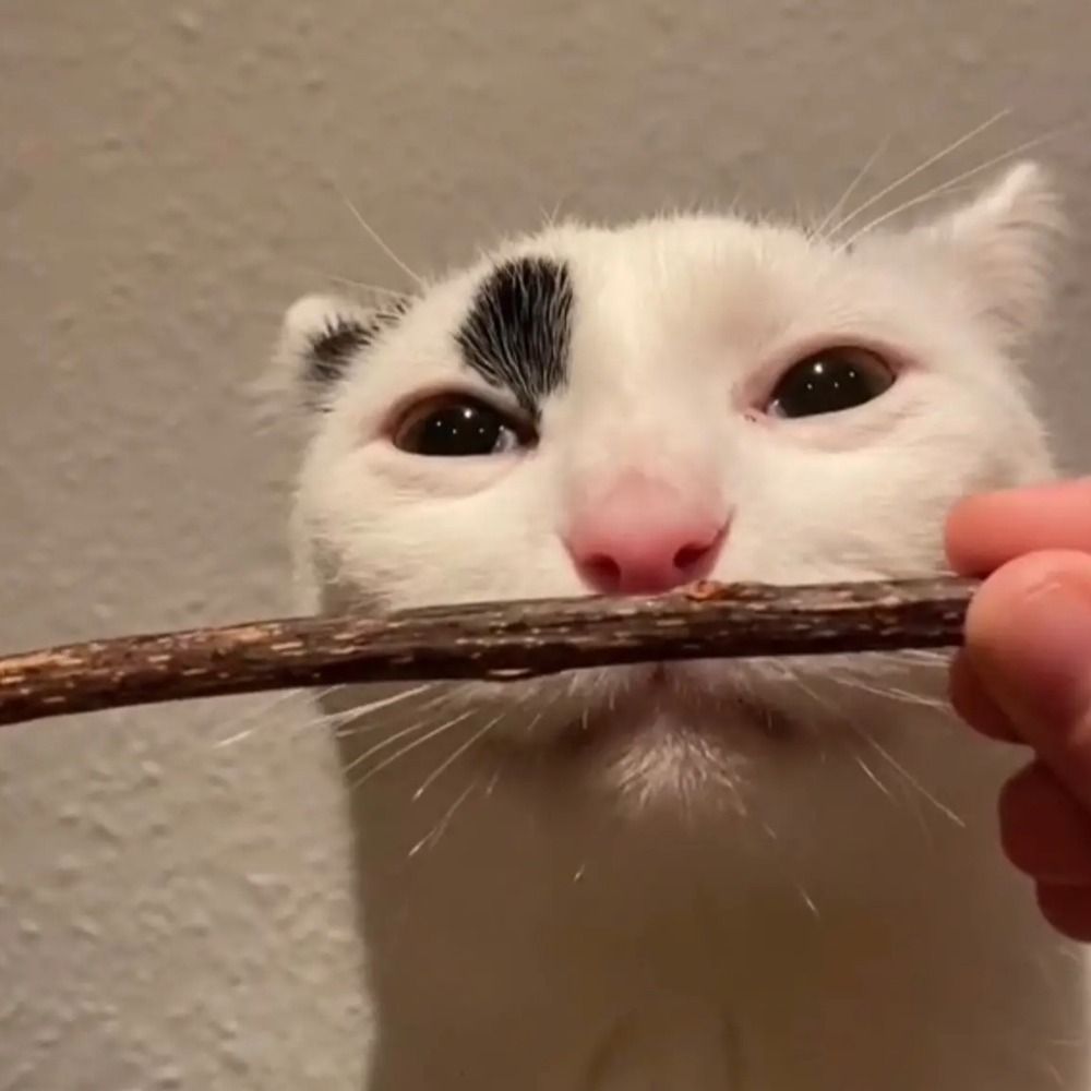 Koneko