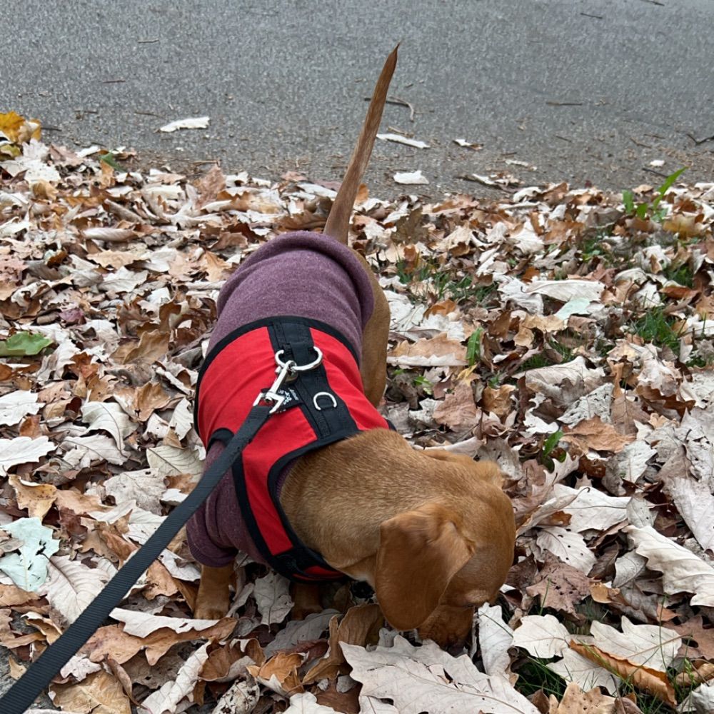 Dachshundlover