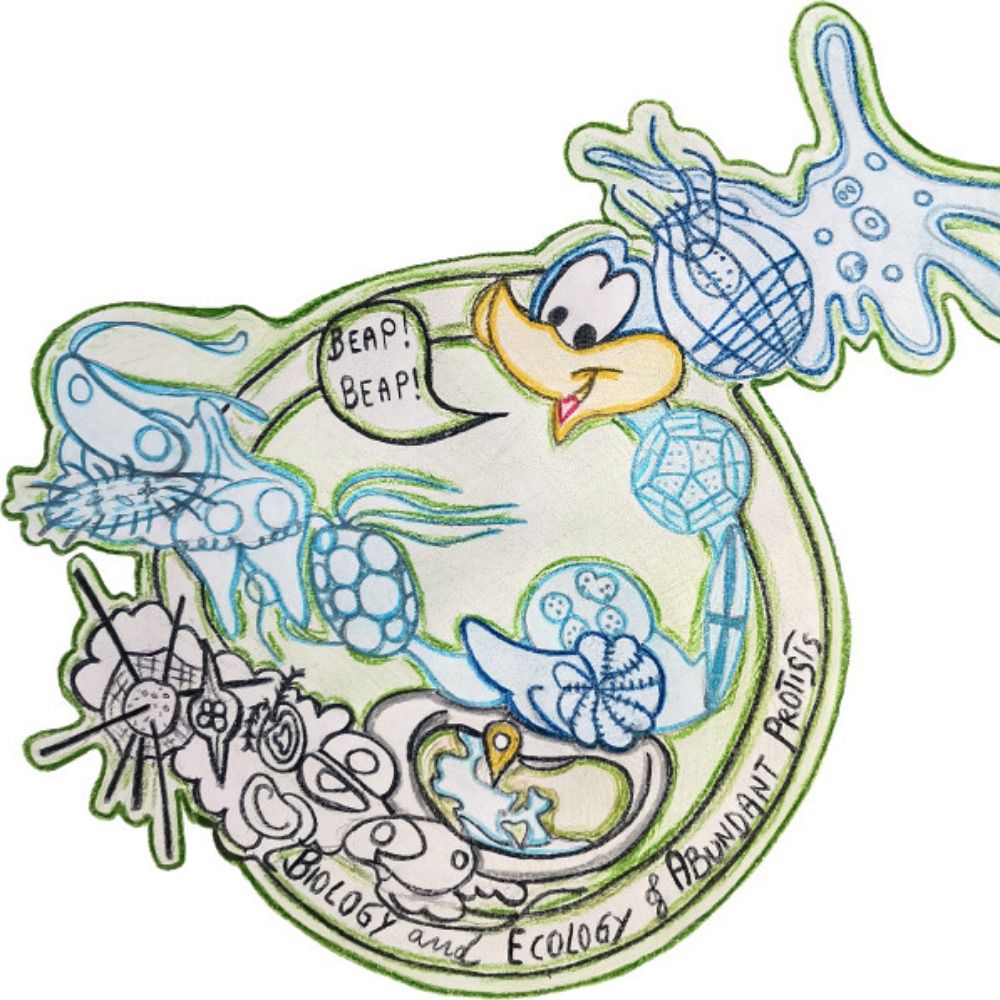 Biology and Ecology of Abundant Protists (BEAP) Lab