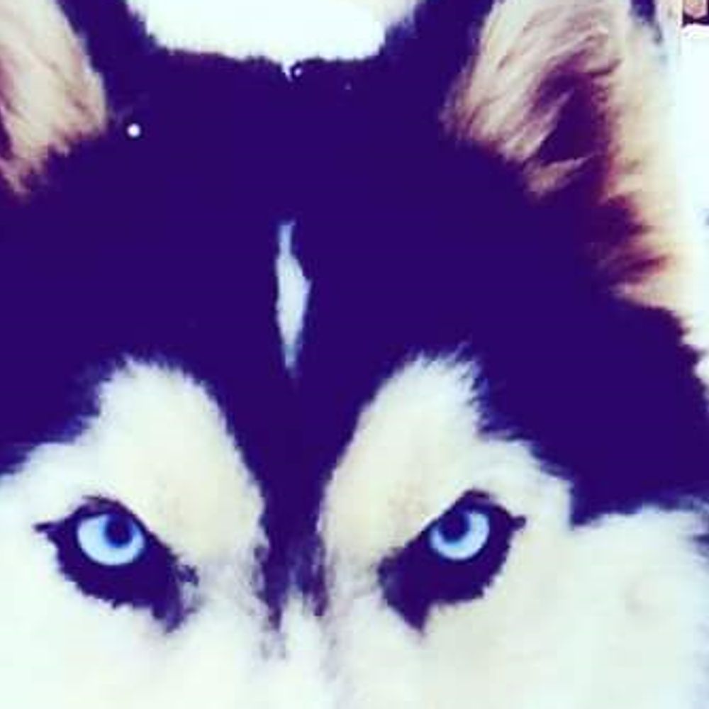 Husky