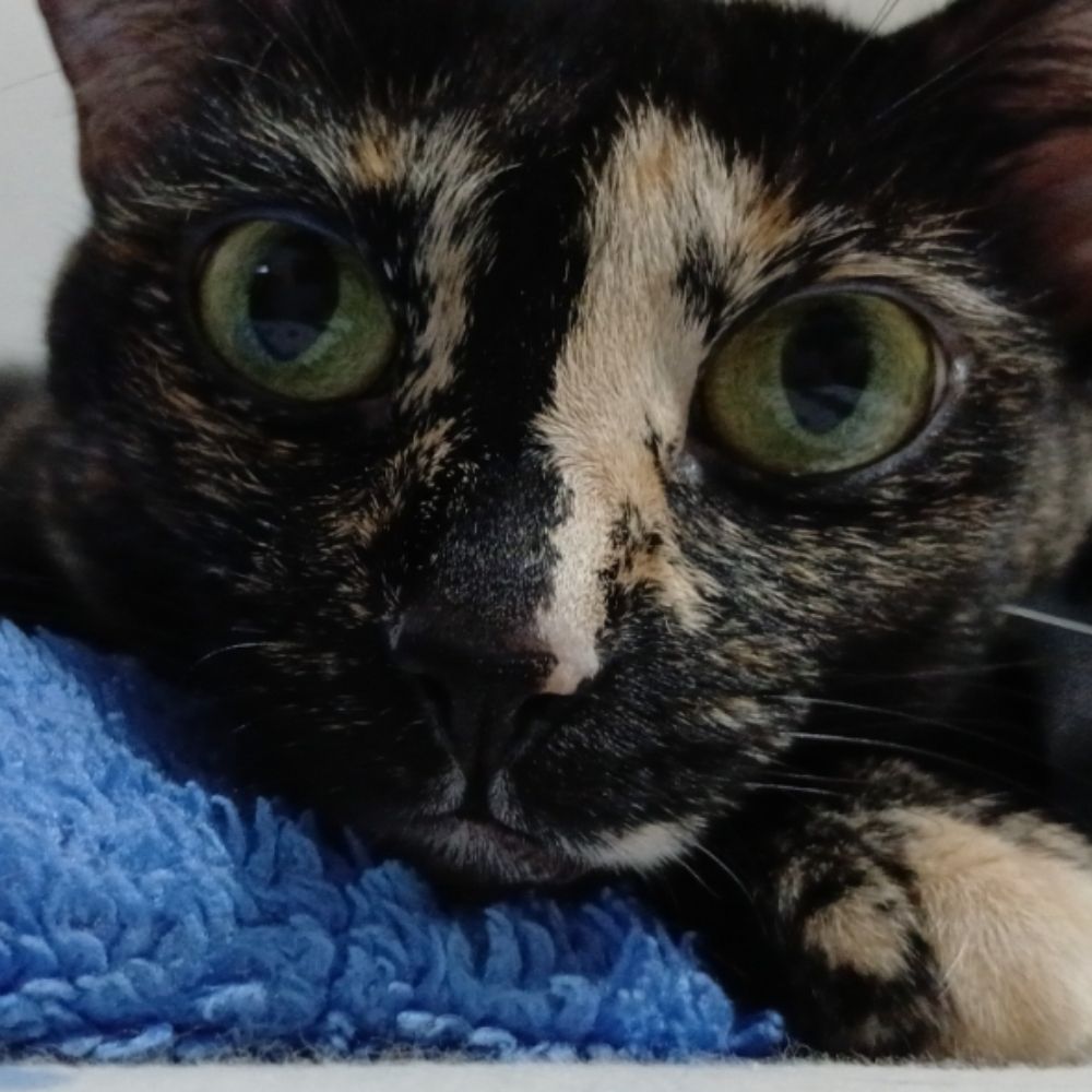 llucentlucas.bsky.social