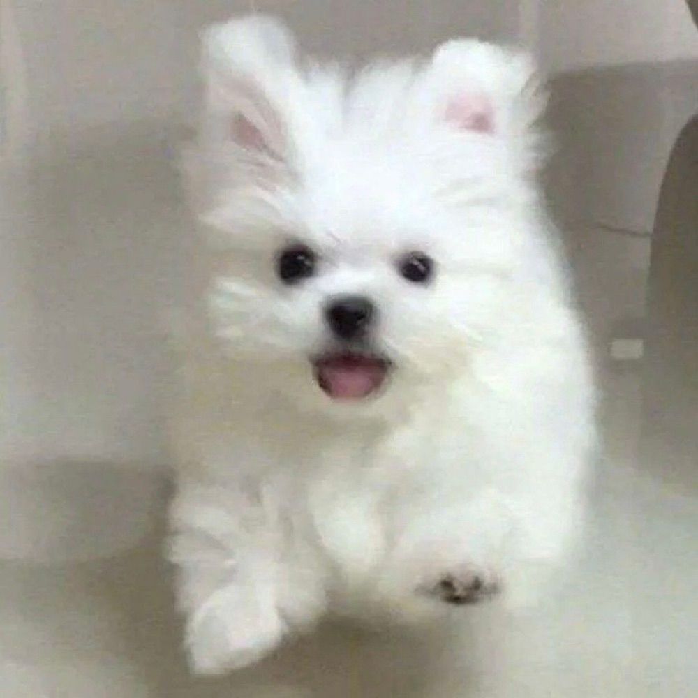 웅앵