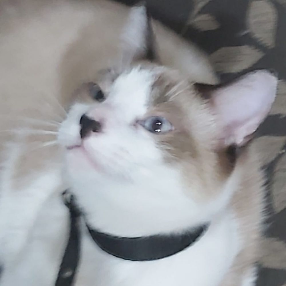 Rodrigo 