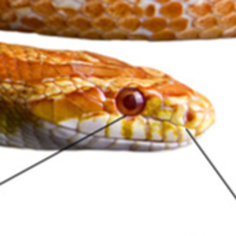 SNARE