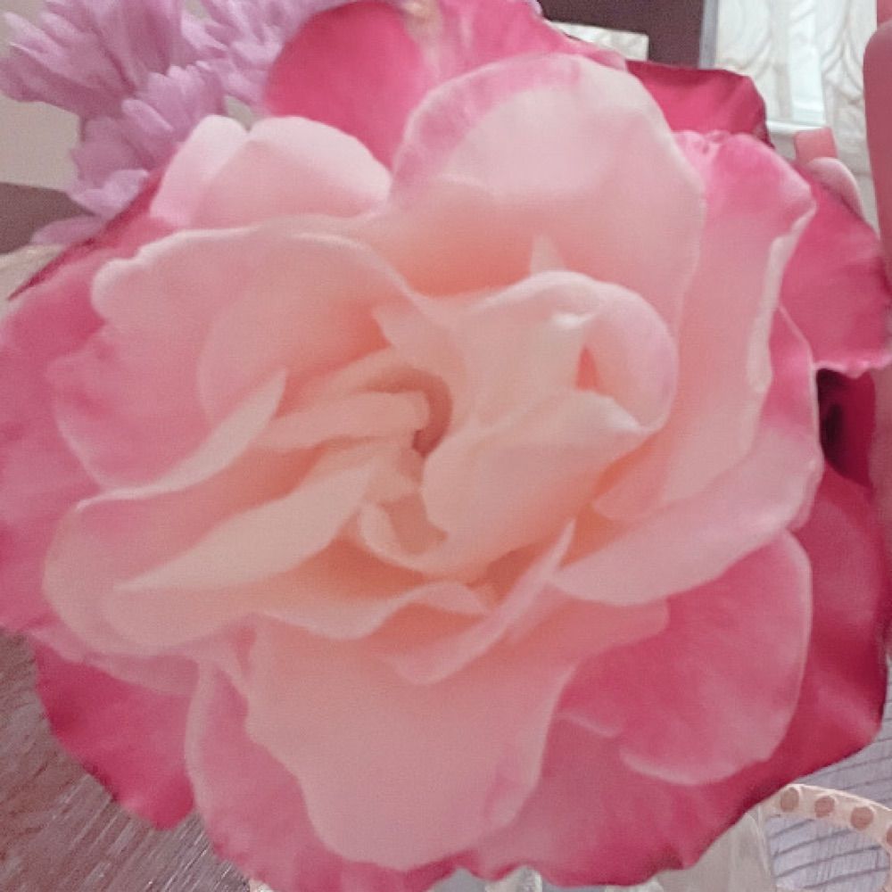 Rosa JS