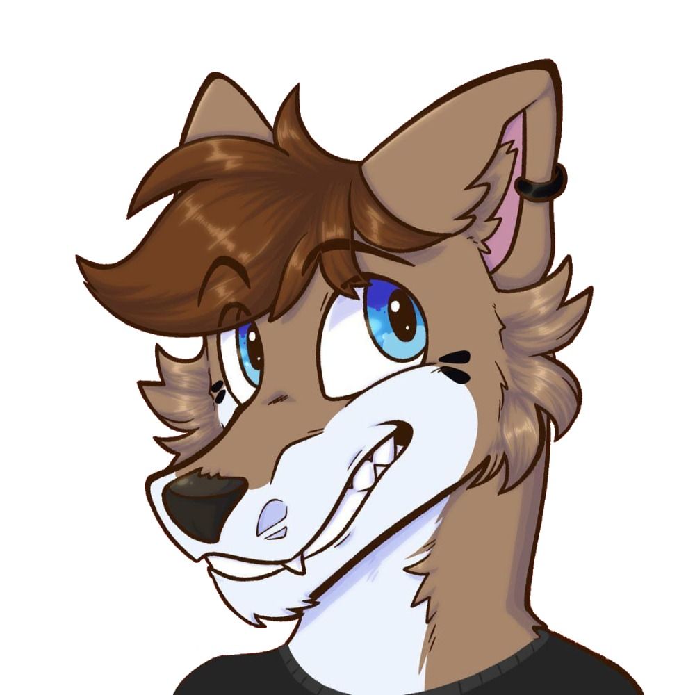Knox Coyote