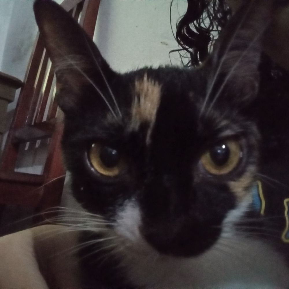 valeria
