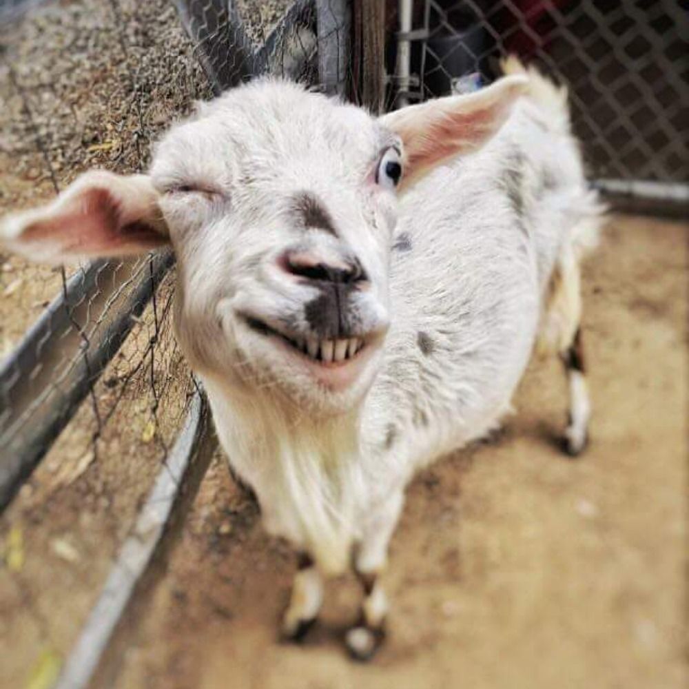 TheOldGoat