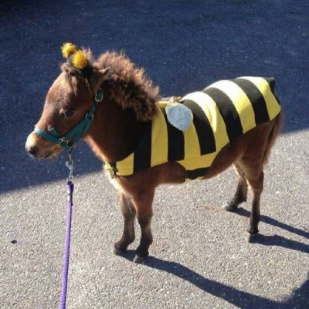UnicornFlower 🐝