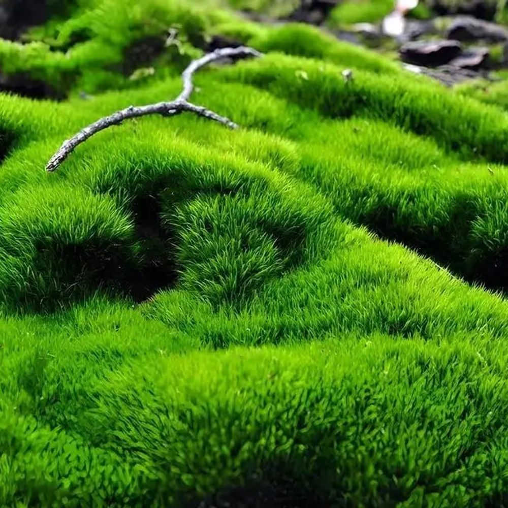 The Moss Forge