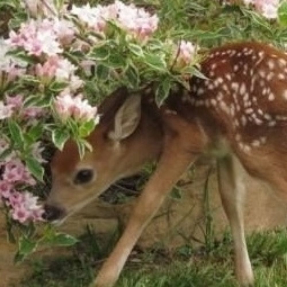 🌷