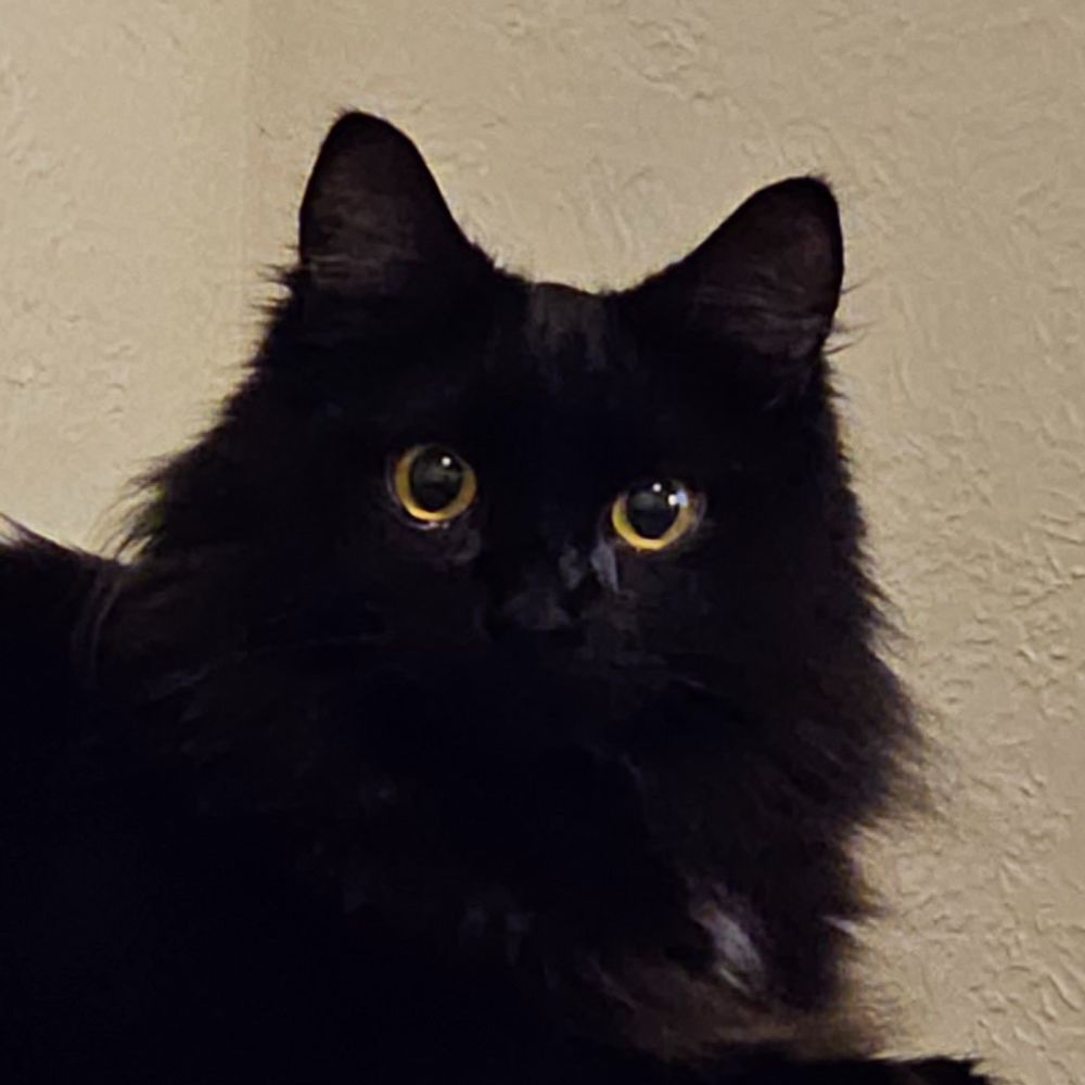 Thomas Cat