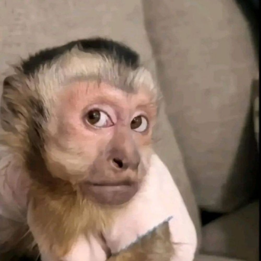 Macaco Caduco Oficial 