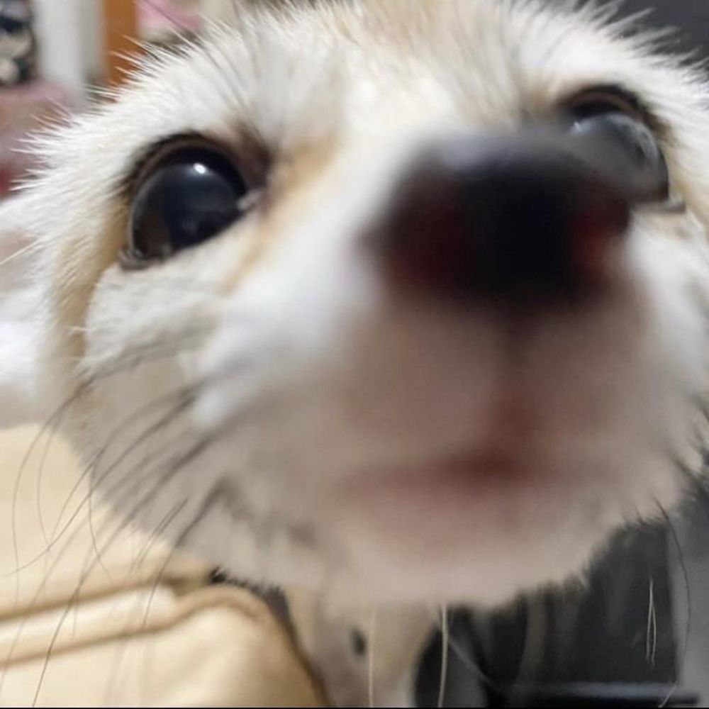 FluffTum