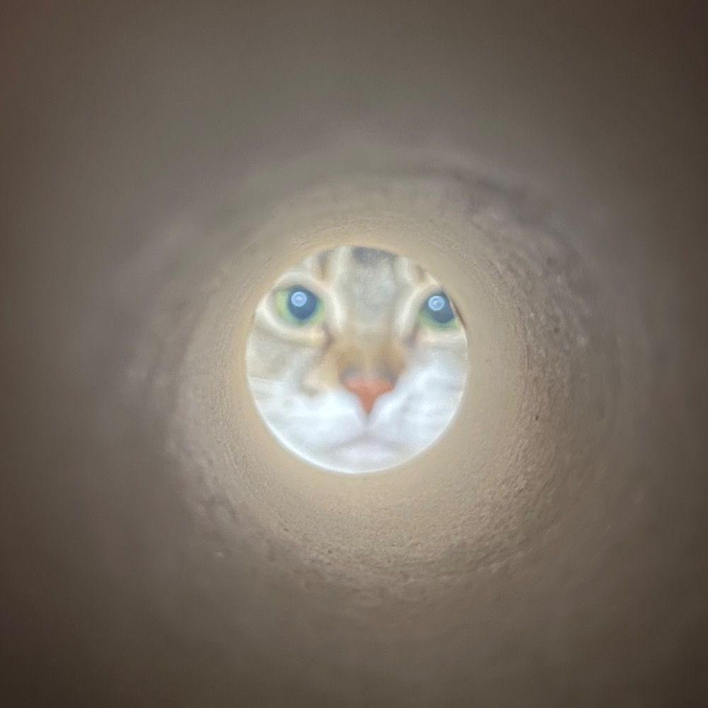 木目チワワ