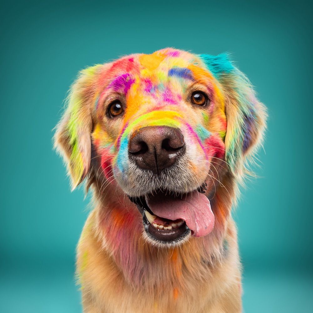 Floofy Studios