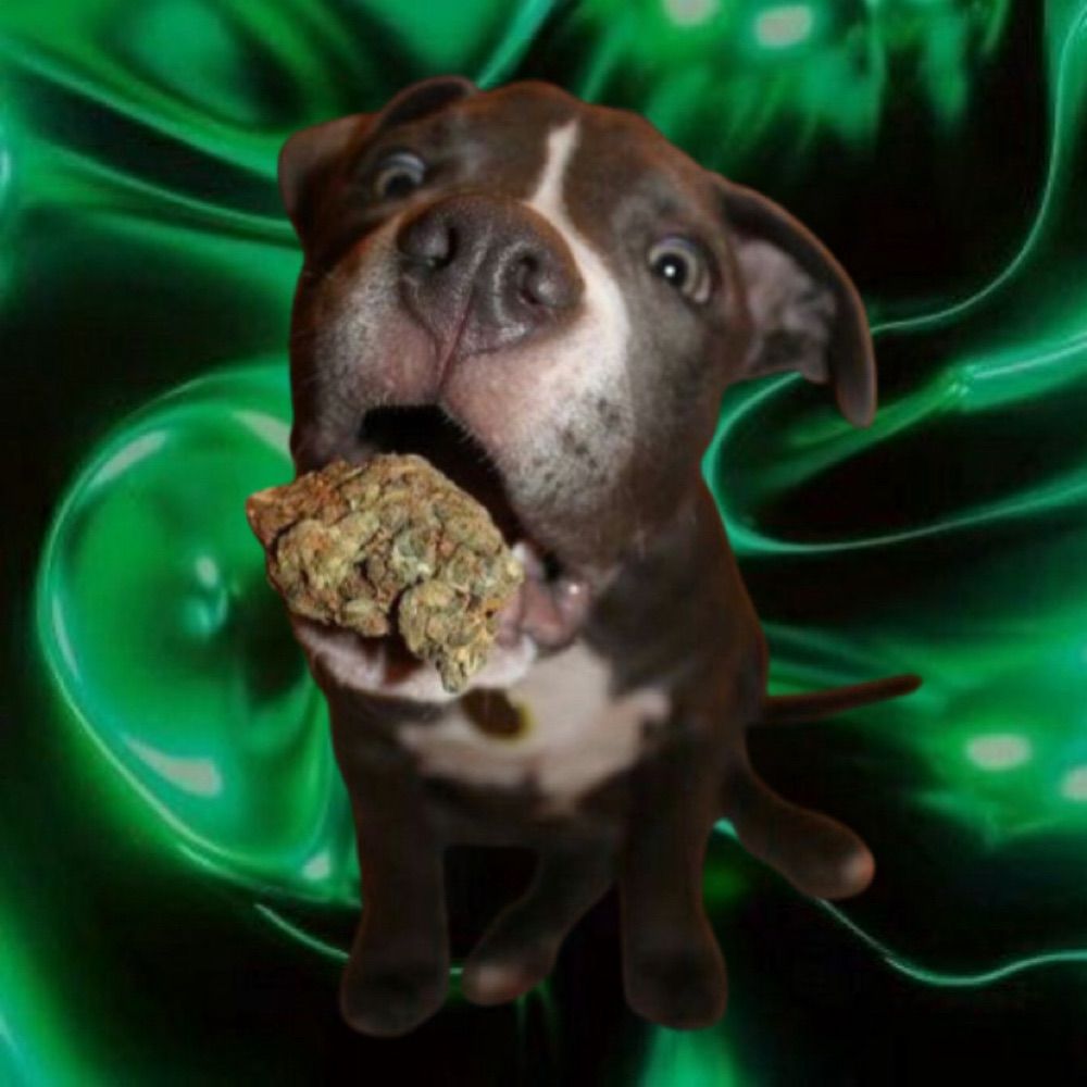 stoner pup ⚧️🍃