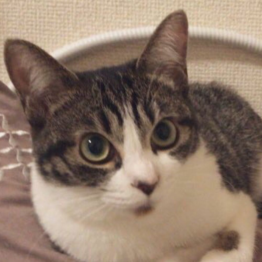 おいも
