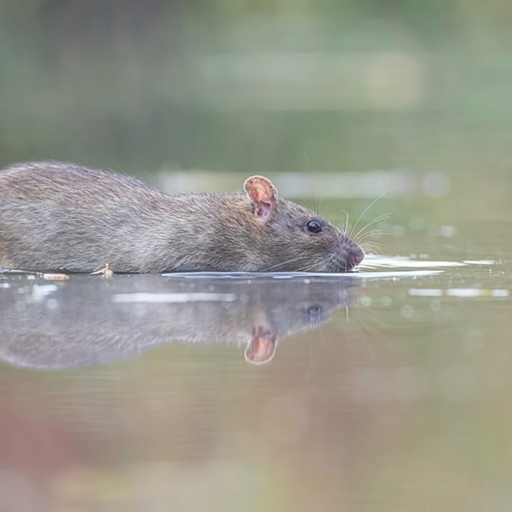 Timothy the DipShips rat