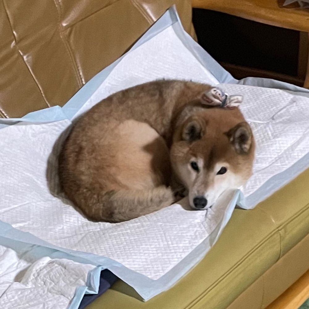 モグラパンダ