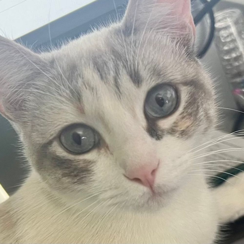 Cleo T. Pixieheart