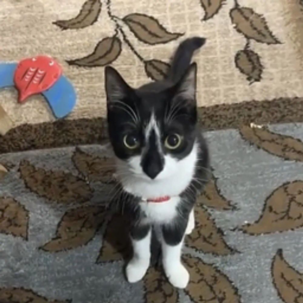 fluffye